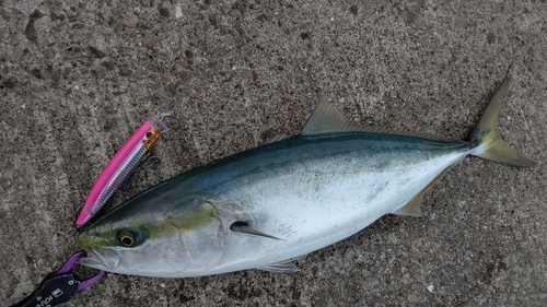 ハマチの釣果