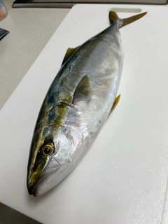 ハマチの釣果