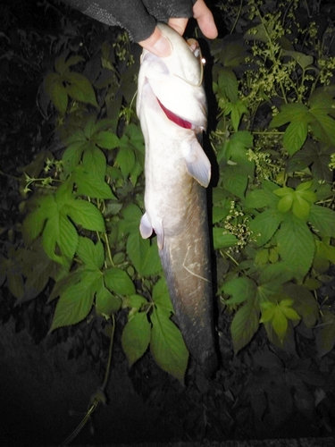 ナマズの釣果