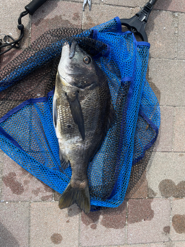 チヌの釣果