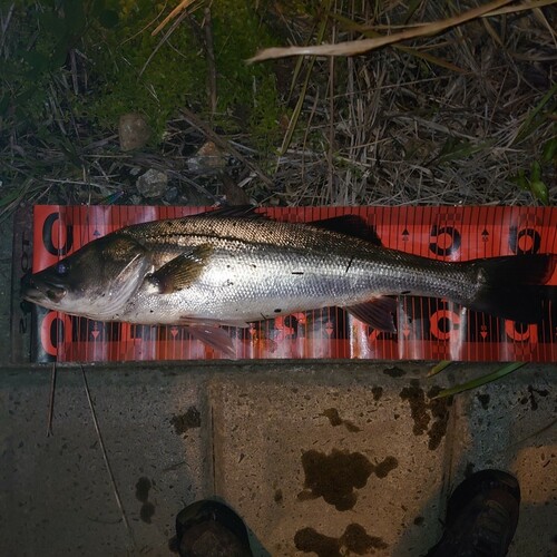 セイゴ（マルスズキ）の釣果