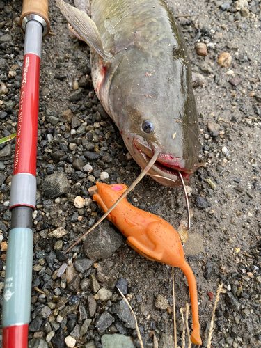 ナマズの釣果