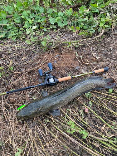 ライギョの釣果