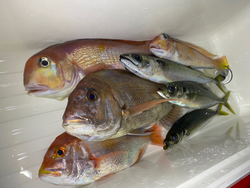 アマダイの釣果