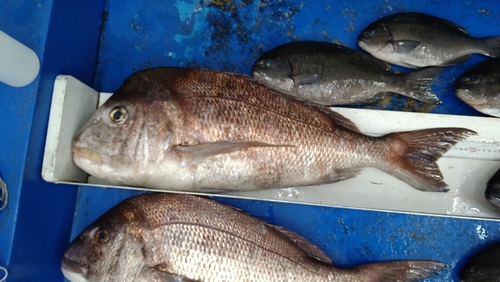 マダイの釣果