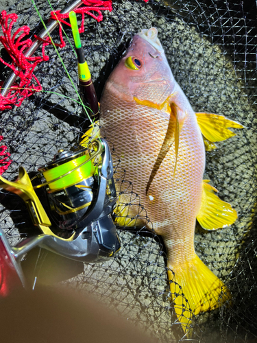 シブダイの釣果