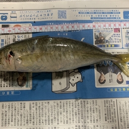 アジ