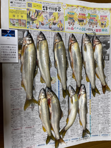 アユの釣果