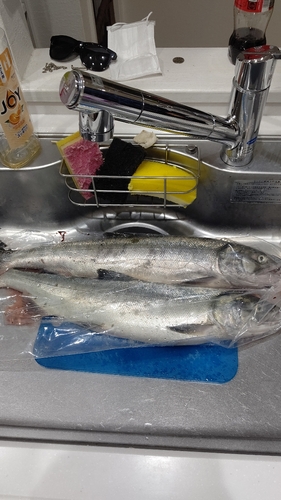 アキアジの釣果