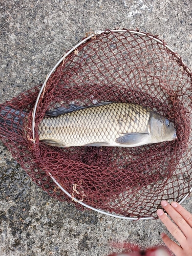 コイの釣果