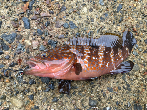 アコウの釣果