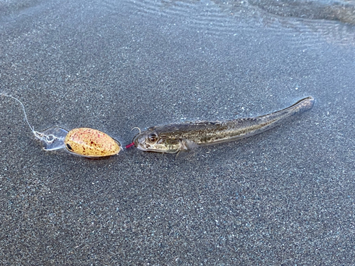 マハゼの釣果