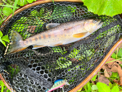 イワナの釣果