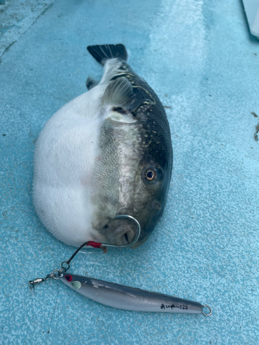 トラフグの釣果