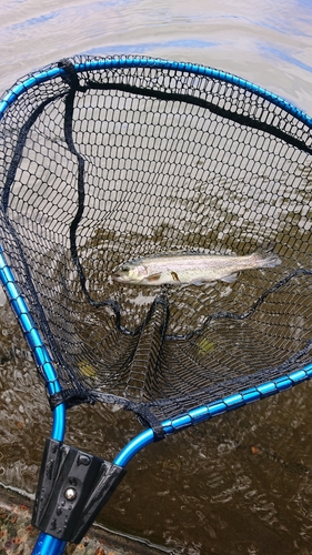 ニジマスの釣果