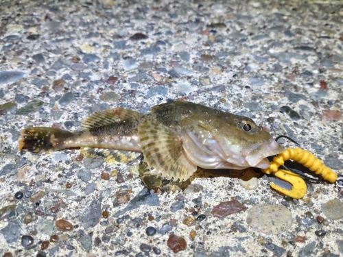 カジカの釣果