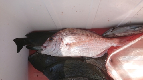 マダイの釣果