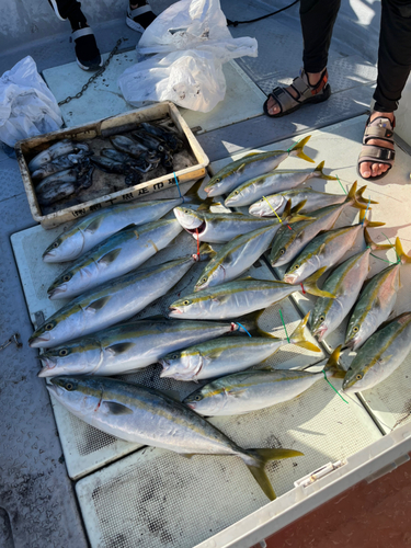 メジロの釣果