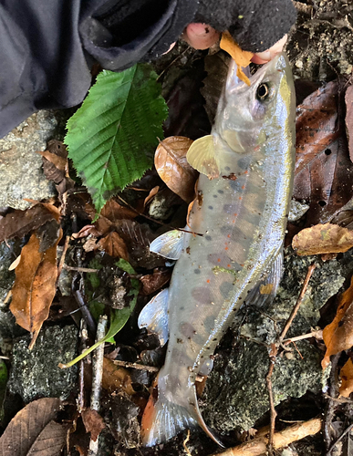 アマゴの釣果