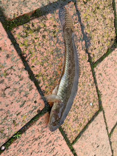 マハゼの釣果