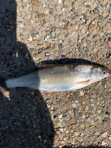 マルタウグイの釣果