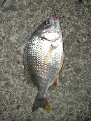 キビレの釣果