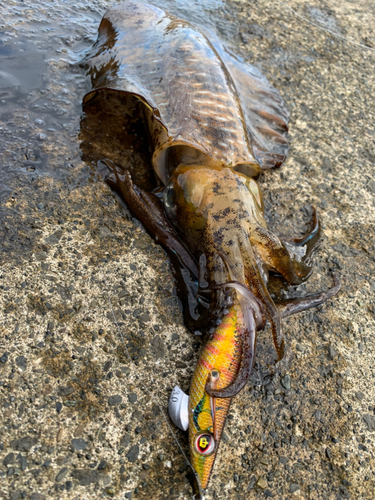 アオリイカの釣果