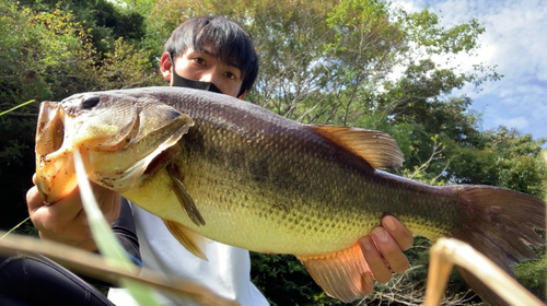 ラージマウスバスの釣果