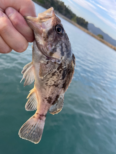 クロソイの釣果