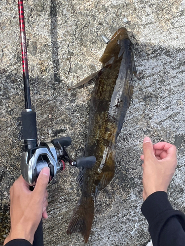 アイナメの釣果