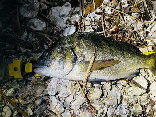 チヌの釣果