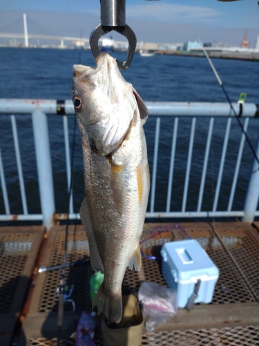 イシモチの釣果