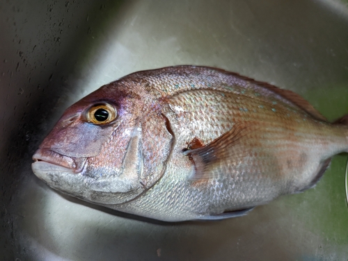 マダイの釣果