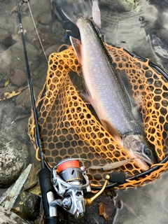 オショロコマの釣果