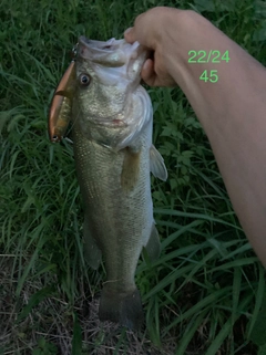 ブラックバスの釣果