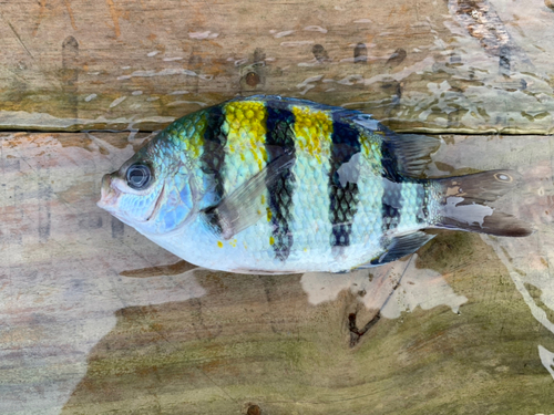 オヤビッチャの釣果