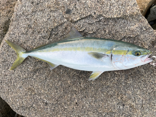 メジロの釣果