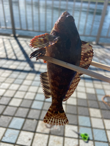 ウミタナゴの釣果