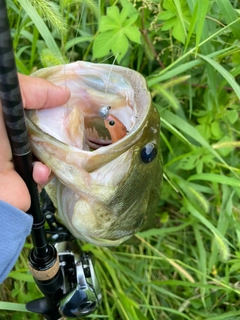 ラージマウスバスの釣果