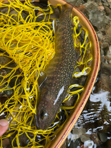 イワナの釣果