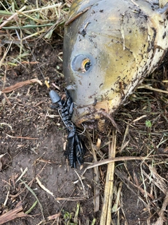 コイの釣果