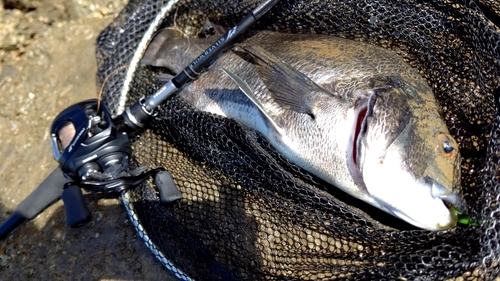 チヌの釣果