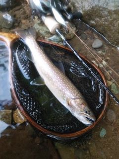 イワナの釣果