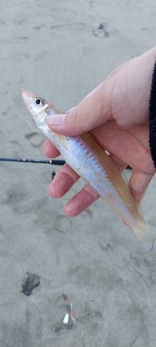 シロギスの釣果