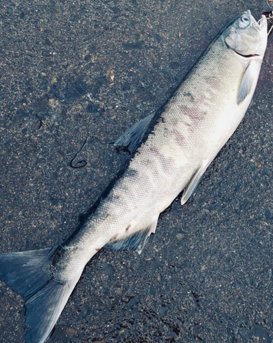 シロザケの釣果