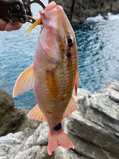 ホウライヒメジの釣果