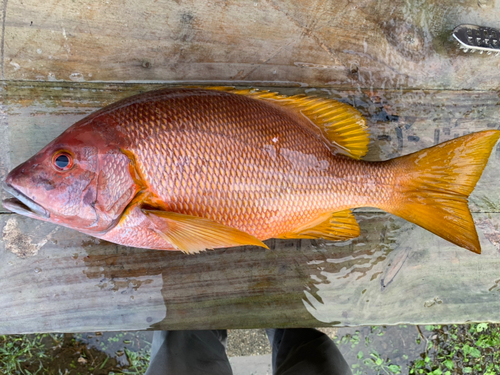 シブダイの釣果