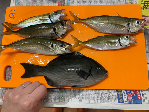 グレの釣果