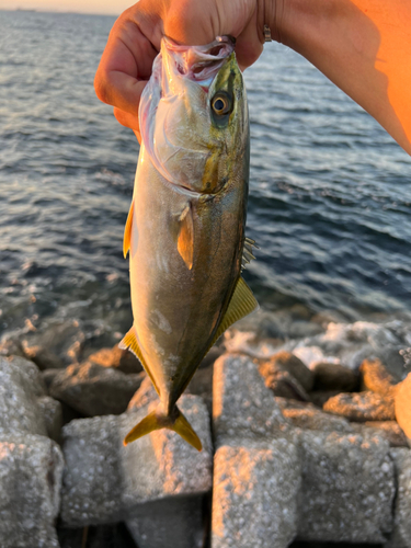 イナダの釣果