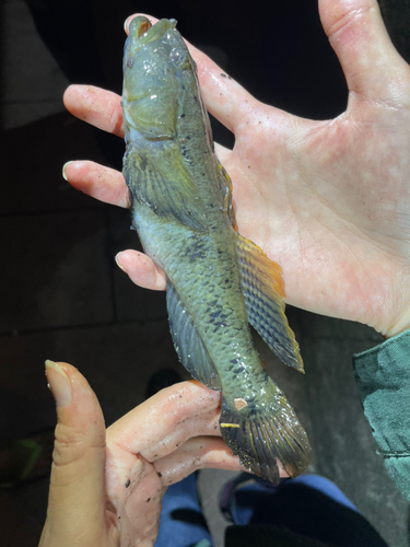 ウロハゼの釣果